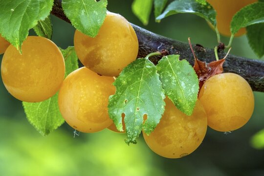 Mirabelle (Prunus domestica subsp. syriaca), fruit, Baden-W&uuml;rttemberg, Germany