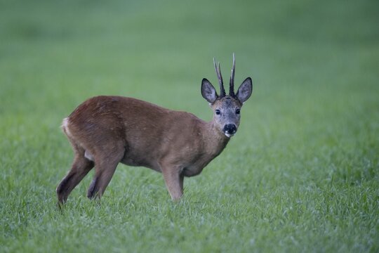 Roebuck (Capreolus capreolus), Emsland, Lower Saxony, Germany