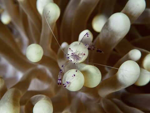 Transparent Saravati anemone partner shrimp (Ancylomenes sarasvati) surrounded by beige tentacles of a sea anemone in the sea, dive site Prapat, Penyapangan, Bali, Indonesia