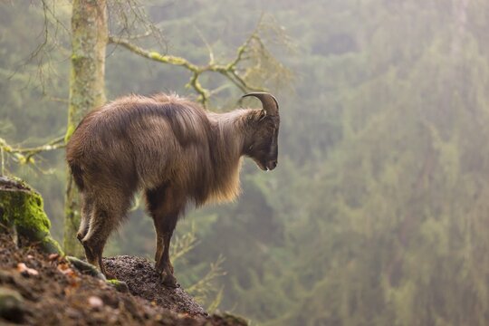 A male Himalayan Tahr (Hemitragus jemlahicus) stands in the forest on a foggy day