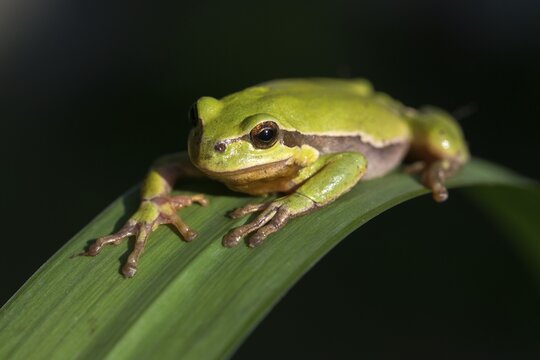 European tree frog, hyla arborea, tree frog, amphibians, amphibians, amphibians