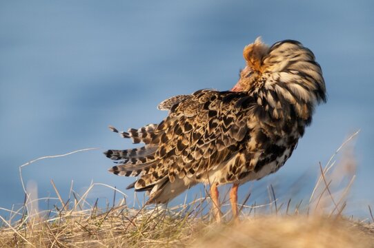 Calidris Pugnax, fighter runner, Norway, Philomachus Pugnax, ruff, varanger, courtship, courtship behavior, birds, charadriiformes, courtship display, limikolen, male, snipe birds, scolopacidae, birds, waders, waders, waders
