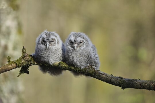 Tawny owl (Strix aluco), Two young owls are snoozing on a moss-covered branch, Siegerland, North Rhine-Westphalia, Germany