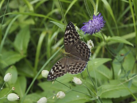 A brown emperor butterfly (Argynnis paphia valesina) on a purple flower amidst green grasses, Goms, Canton of Valais, Switzerland