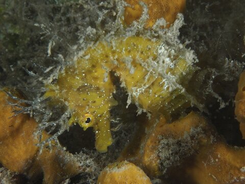 A yellow long-snouted seahorse (Hippocampus guttulatus), hidden on a golden sponge (Aplysina aerophoba), dive site: Hausriff, Stoja, Pula, Croatia, Mediterranean Sea