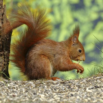Eurasian red squirrel (Sciurus vulgaris), eats sunflower seeds, Wild, North Rhine-Westphalia, Germany