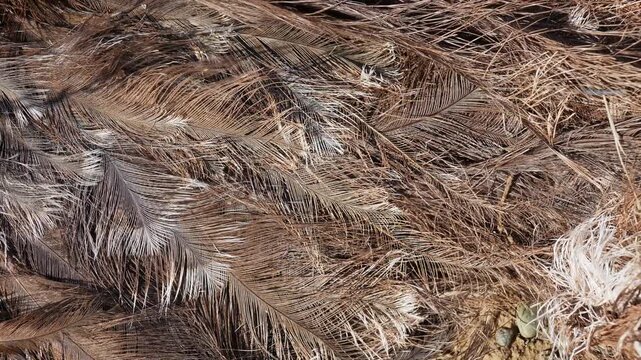 Close up of rhea feathers in Patagonia