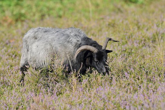 Grey-horned Heidschnucke moorland sheep sheep and flowering common heather (Calluna vulgaris), Westruper Heath, North Rhine-Westphalia, Germany