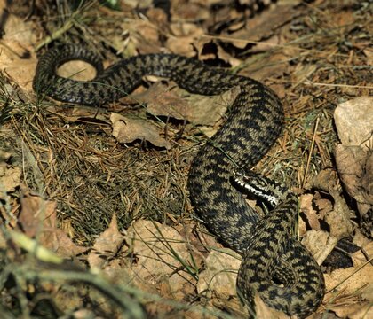 European adder, European viper, venomous snake, vipera berus, critters, poisonous reptilia, reptilia, snakes, snakes