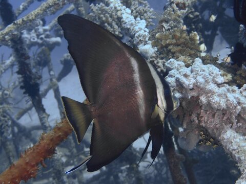 Brown batfish, long-finned batfish (Platax teira), juvenile, swimming near an old coral farm, Close Encounters dive site, Permuteran, Bali, Indonesia
