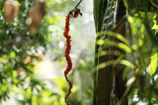 Fruit cluster of a flamingo flower (Anthurium) in the Tropical Corridor, a hot and humid greenhouse that simulates a tropical habitat, at Chelsea Physic Garden, a historic botanical garden and the oldest botanical garden in London, founded in 1673 by the Worshipful Society of Apothecaries, Chelsea, England, United Kingdom