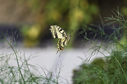 Swallowtail (Papilio machaon), approaching fennel (Foeniculum vulgare), a food source for the caterpillars, Meienberg, Canton of Aargau, Switzerland