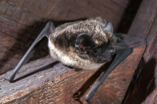 Leather-winged bat, parti-coloured bat, vespertilio murinus, bicolor bat, chiroptera, bats, mammals, mammals
