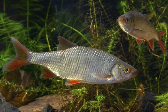 Red lead, rudd, rubella, scardinius erythrophthalmus, fake roach, fish, fishes, pisces