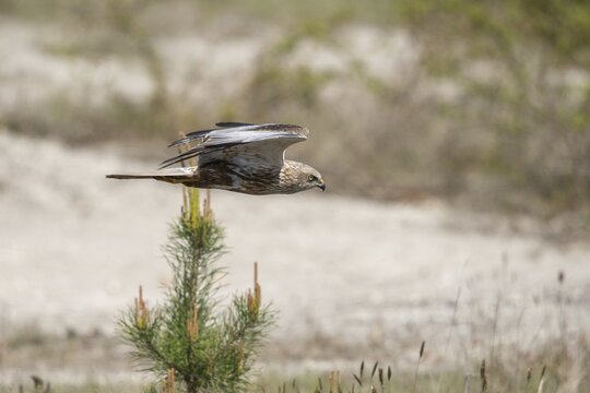 Accipitriformes, Brandenburg, Circus Aeruginosus, Germany, Marsh Harrier, Nabu, Nabu Project, national natural heritage, Gr&uuml;nhaus natural paradise, harrier, post-mining landscape, birds, flying, flight, birds of prey, green house, male, raptor, raptors, birds