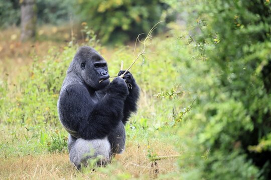 Western gorilla (Gorilla gorilla), adult, male, silverback, sitting on the ground, eating