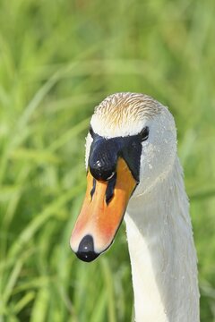 Mute swan (Cygnus olor) adult bird, portrait, animal portrait, wildlife, Ochsenmoor, Naturpark D&uuml;mmer See, H&uuml;de, Lower Saxony, Germany