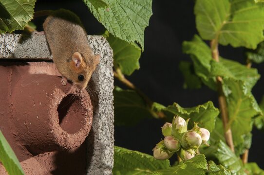 Hazel vole, Hazel dormouse, Muscardinus avellanarius, rodents, rodentia, bilche, dormice, dormouse, mammals, nesting aid, nest box, rodents, sleepers, mammals