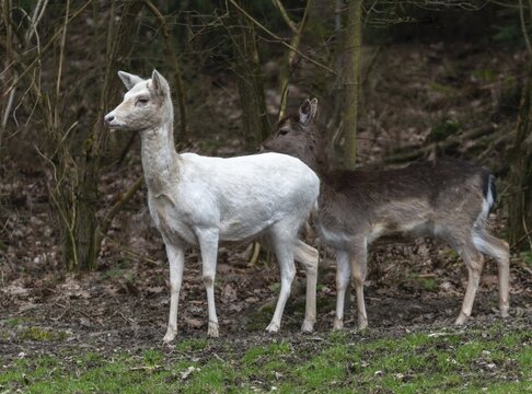 Dama dama, fallow deer, albinism, albino, fallow deer, mammals, mammals