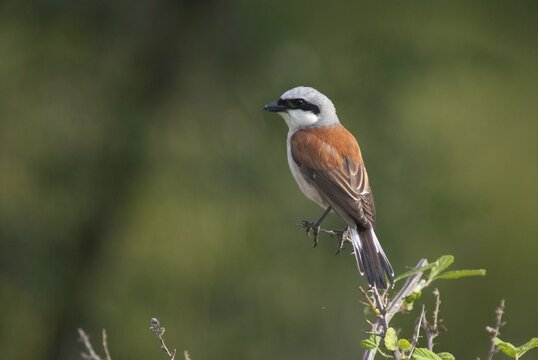 Lanius Collurio, red-backed shrike, redback shrike, birds, Bulgaria, male, passeri, songbirds, songbirds, birds, shrikes