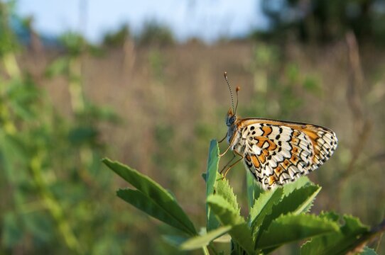 Brandenburg, common cheek moth, Germany, Glanville Fritillary, Melitaea Cinxia, Nabu, national natural heritage, natural paradise Gr&uuml;nhaus, plantain cheekmoth, post-mining landscape, butterfly, green house, insects, butterfly, butterflies