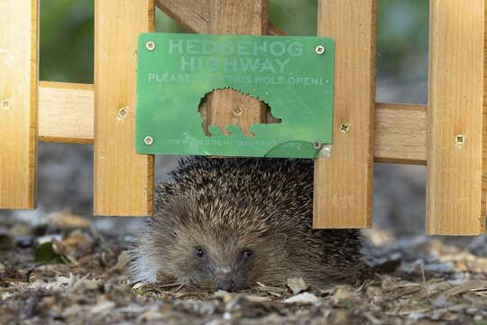 European hedgehog (Erinaceus europaeus) adult animal walking through a hedgehog highway hole in a garden fence, England, United Kingdom