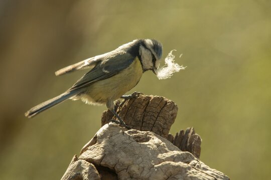 Blue tit, parus caeruleus, birds, feathers, tits, nest building, passeri, songbirds, tits, birds
