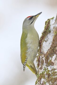 Grey-headed Woodpecker (Picus canus), a male sitting on the trunk of a grey birch (Betula populifolia) in winter, searching for food in the snow, wildlife, woodpeckers, birds, nature photography, Wilnsdorf, North Rhine-Westphalia, Germany