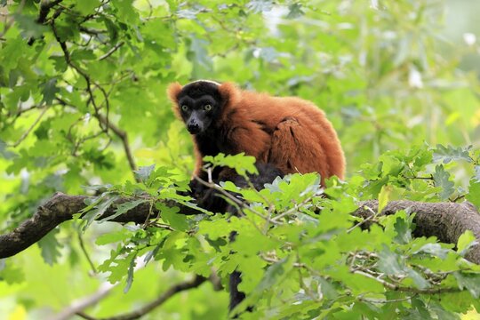 Red ruffed lemur (Varecia rubra), adult, on a tree, alert, Madagascar