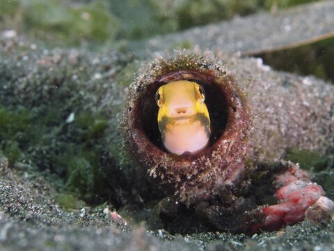 A small yellow fish, striped mimicry blenny (Petroscirtes breviceps), looks out of a bottle, dive site Secret Bay, Gilimanuk, Bali, Indonesia, dive site Secret Bay, Gilimanuk, Bali, Indonesia