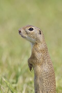 European ground squirrel (Spermophilus citellus) standing upright in a meadow, animal portrait, Burgenland Austria
