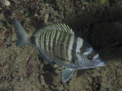 A striped fish, the pointed bream (Diplodus puntazzo), swims cautiously along a reef on the seabed, at the Hausriff dive site, Stoja, Pula, Croatia, Mediterranean Sea
