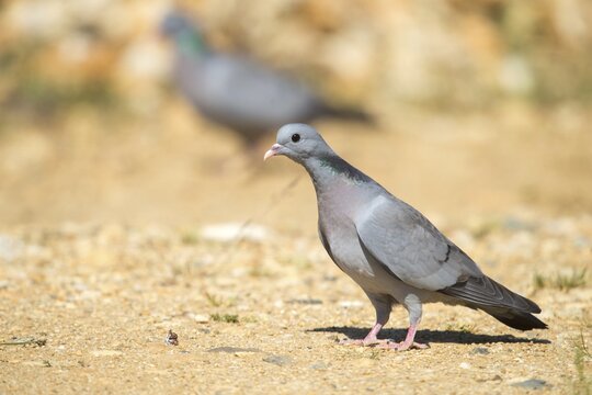 Columba Oenas, Holdove, Stock Pigeon, Birds, Columbidae, Doves, Pigeons, Birds