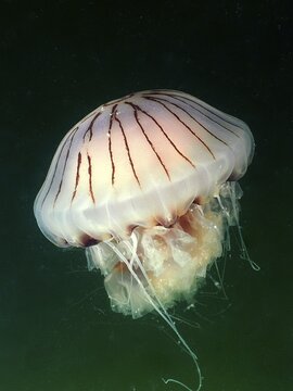 Compass jellyfish (Chrysaora hysoscella) in dark water. Dive site Rinvyle, Co. Galway, Irish Sea, North Atlantic, Ireland