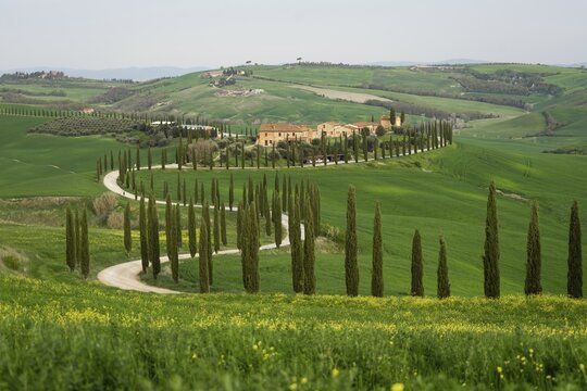 Curvy road with cypresses near Asciano, Tuscany, Italy