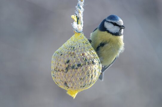 Blue tit, parus caeruleus, birds, feeding, tits, passeri, songbirds, songbirds, tits, birds, winter feeding