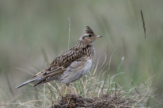 2010, Alauda Arvensis, Brandenburg, skylark, Germany, Nabu, national natural heritage, natural paradise Gr&uuml;nhaus, Skylark, post-mining landscape, birds, greenhouse, passeri, songbirds, birds