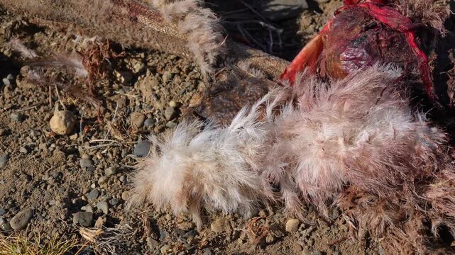 Dead animal carcass with fur and feathers on the ground in Patagonia