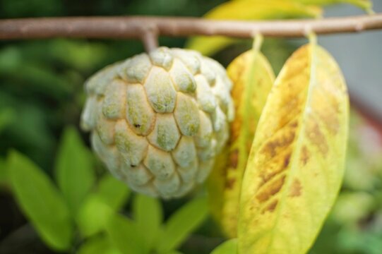 Close-up of a custard apple fruit on a branch with yellowing leaves.