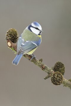Blue tit (Parus caeruleus), sitting on a branch with cones of a larch (Larix), North Rhine-Westphalia, Germany