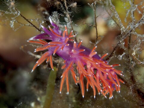 Luminous nudibranch, Edmundsella pedata, crawling through underwater plants, Muzil dive site, Stoja, Pula, Croatia, Mediterranean Sea