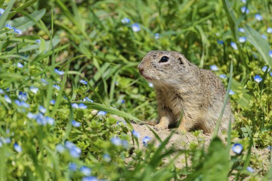 A fully grown ground squirrel (Spermophilus citellus) sits in a green meadow on a sunny day, intently observing its surroundings. Austria