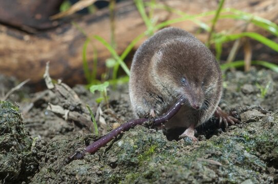 Common shrew, earthworm, insectivora, insectivora, lumbricidae, sorex araneus, forest shrew, prey, capture, hunting, hunting, mammals, earthworm, shrew, mammals