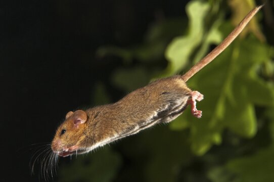 Hazel vole, Hazel dormouse, Muscardinus avellanarius, rodents, rodentia, bilche, bolt, dormice, dormouse, mammals, rodents, sleepers, jump, mammals