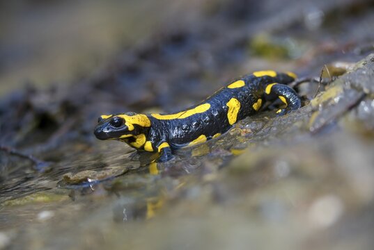 Fire salamanders, fire salamanders, salamandra salamandra, amphibians, amphibians, caudata, amphibians, tail amphibians