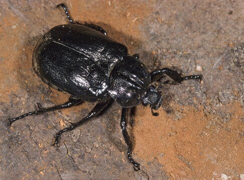 Hermit, Hermit Beetle, Juchten Beetle, Osmoderma Eremita, Beetle, Coleoptera, FFH, Insects, Beetles