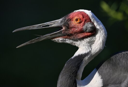 White-naped crane (Grus vipio), animal portrait, captive, Germany