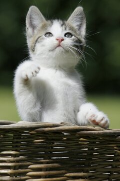 Domestic cat, Germany, white-brown kitten playfully raises its paw, sits in a basket