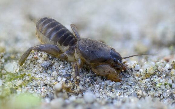 European mole cricket, grasshoppers, gryllotalpa gryllotalpa, half-devil, youth form, mole crickets, werre, dwarf, ensifera, grasshoppers, insects, insects, long-feeler scare, nymph