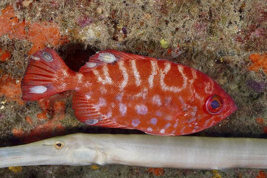 Red-eyed grossaugenbarsch (Heteropriacanthus cruentatus) alongside a slender, elongated fish, Pasito Blanco Reef dive site, Arguinegu&iacute;n, Gran Canaria, Spain, Atlantic Ocean